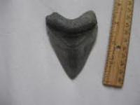 Venice Megalodon Tooth